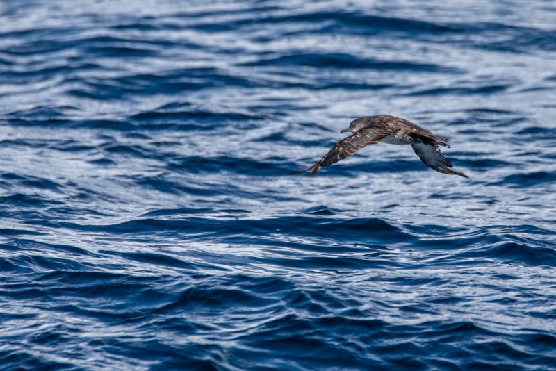 Puffin des Baléares dans le Mor Braz